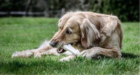 nylon bot hond