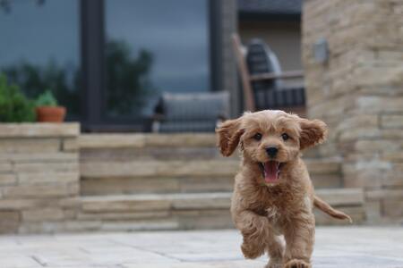 puppyren topmast