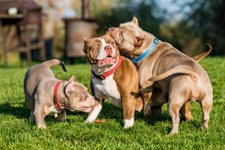 american bully