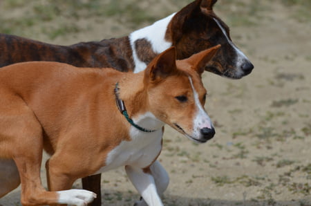 basenji pup