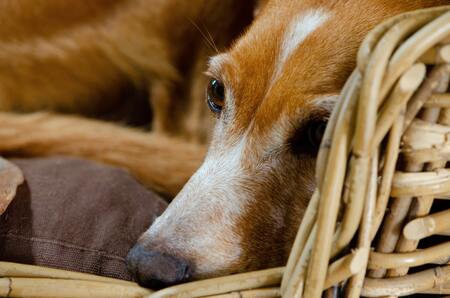 podenco