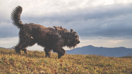 Bergamasco pup