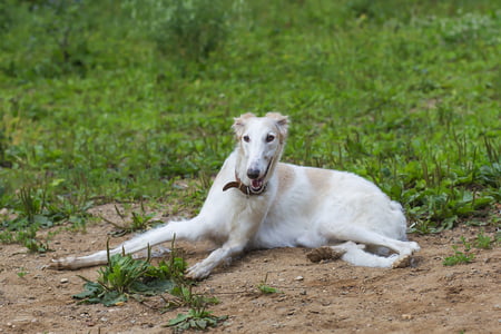 Russische Wolfshond