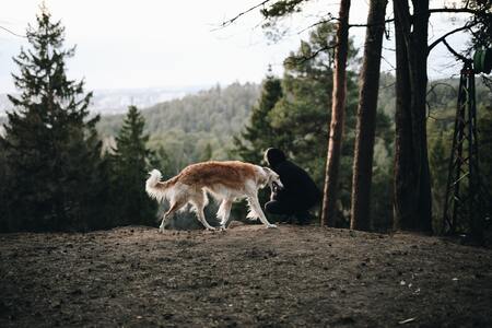 barzoi