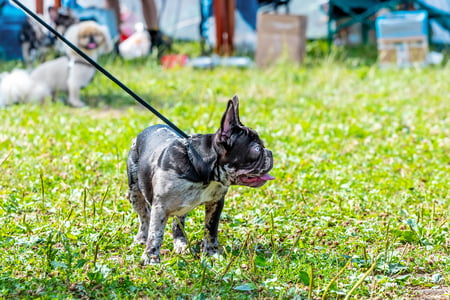 boston terrier hond
