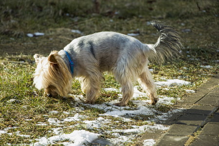 cairn terrier pups