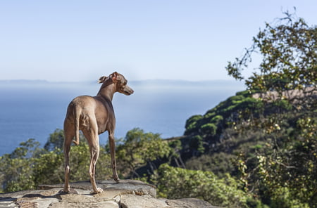 italiaanse greyhound