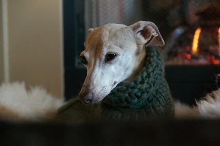 italiaanse windhond