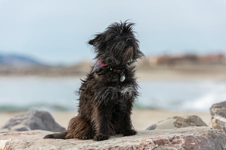 kain terrier