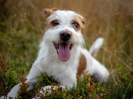 Kromfohrlander hond