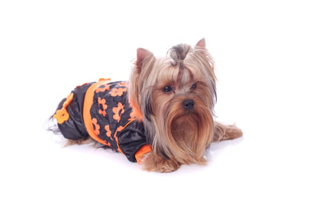 yorkshire terrier hond