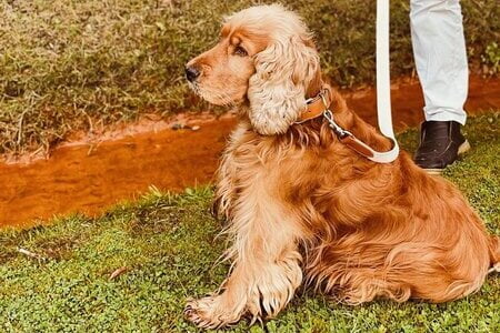 airtag hond