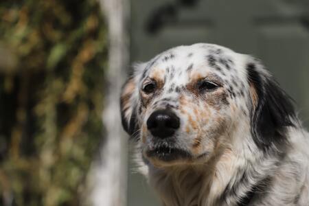 engelse setter
