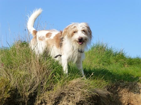 hond Kromfohrlander
