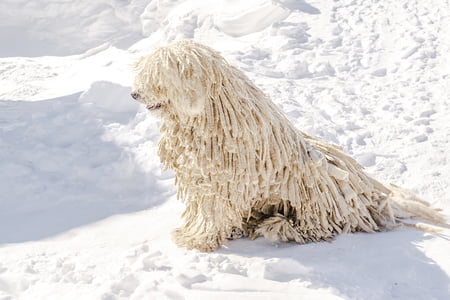 hond puli