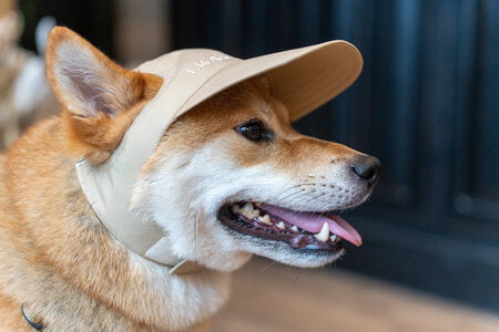 hond shikoku