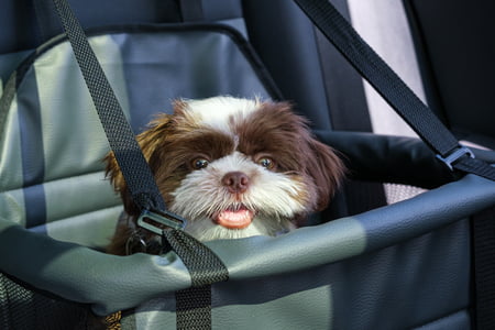 honden mand auto