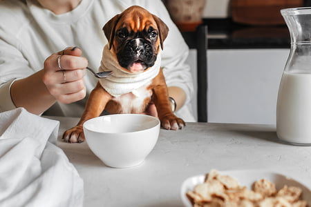 mogen honden melk