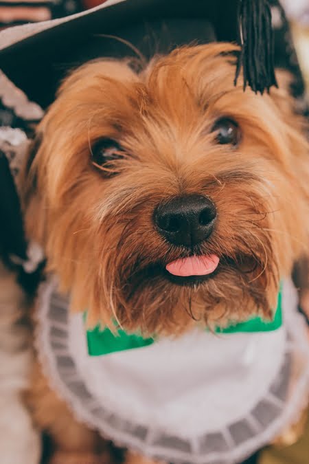 Norfolk Terrier hond