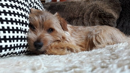 norfolk terrier karakter