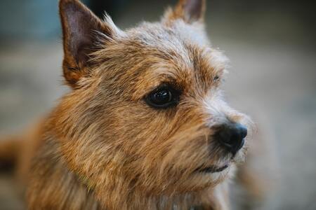 norwich terrier pup