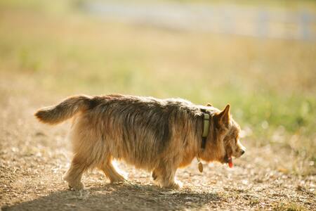 norwich terrier