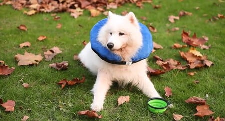 opblaasbare hondenkraag