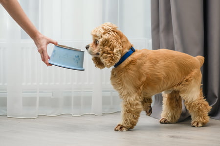 prestano hondenvoeding