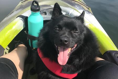 schipperke