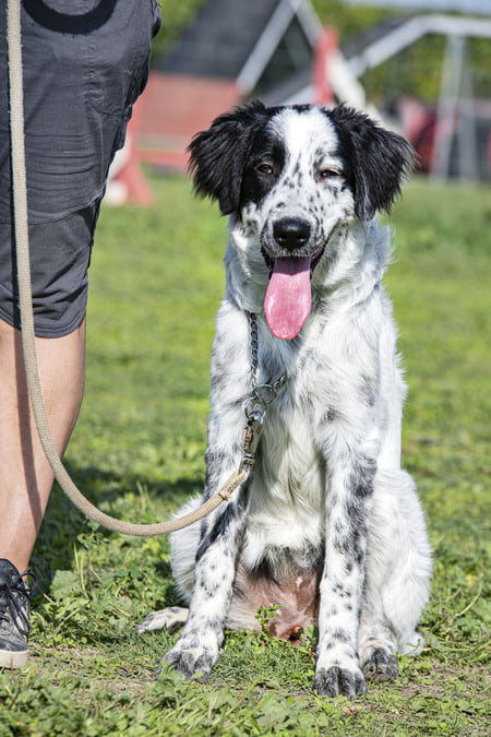 tornjak hond