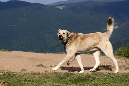 turkse kangal