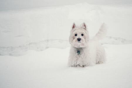 westland high terrier