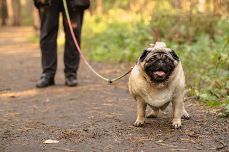 10 meter lijn hond 10 meter lijn hond