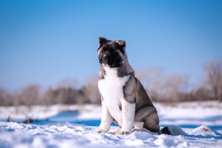 akita amerikaanse akita amerikaanse