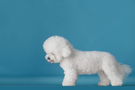 bichon frise hond
