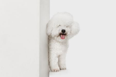 bichon frise