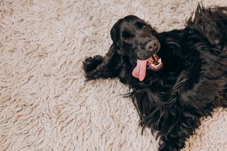 cocker spaniel cocker spaniel