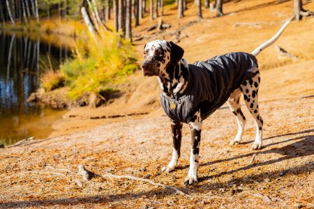 dalmatier hond dalmatier hond
