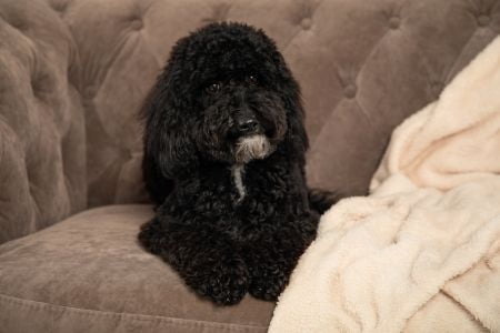 dwergpoedel hond