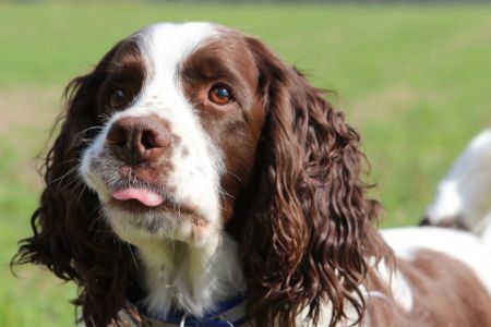 engelse springer spaniël hond engelse springer spaniël hond