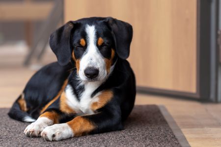 entlebucher sennen hond