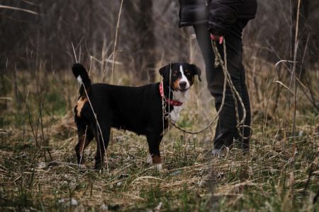 entlebucher sennenhond