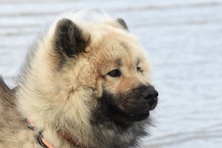 eurasier hond eurasier hond