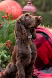 field spaniel hond