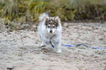 finse lappenhond finse lappenhond