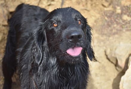 flatcoated retriever hond flatcoated retriever hond