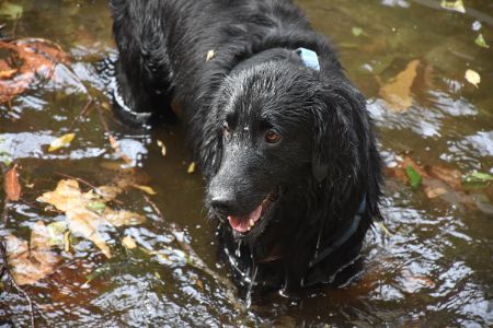flatcoated retriever flatcoated retriever