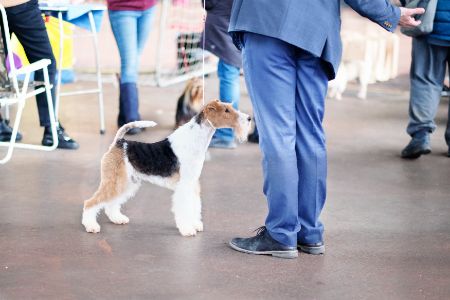 fox terrier hond fox terrier hond