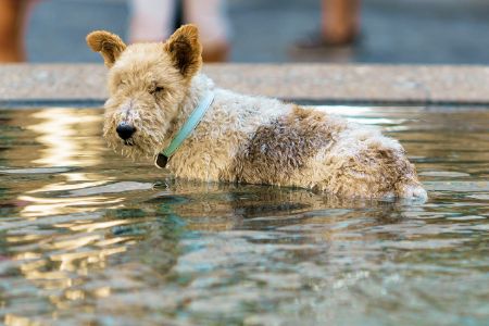 fox terrier fox terrier