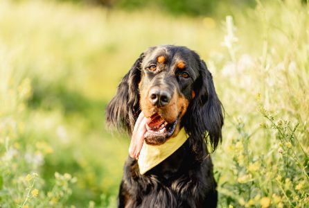 gordon setter hond